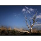 Dead tree in Friesland