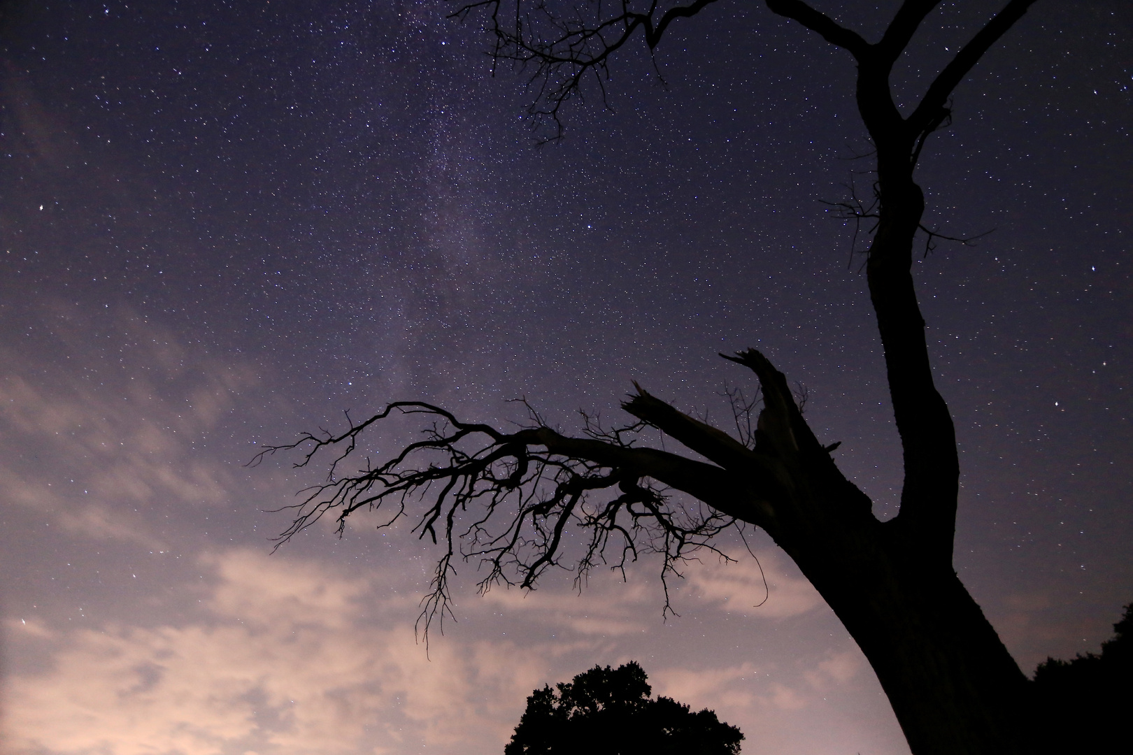 dead tree in the night (I)