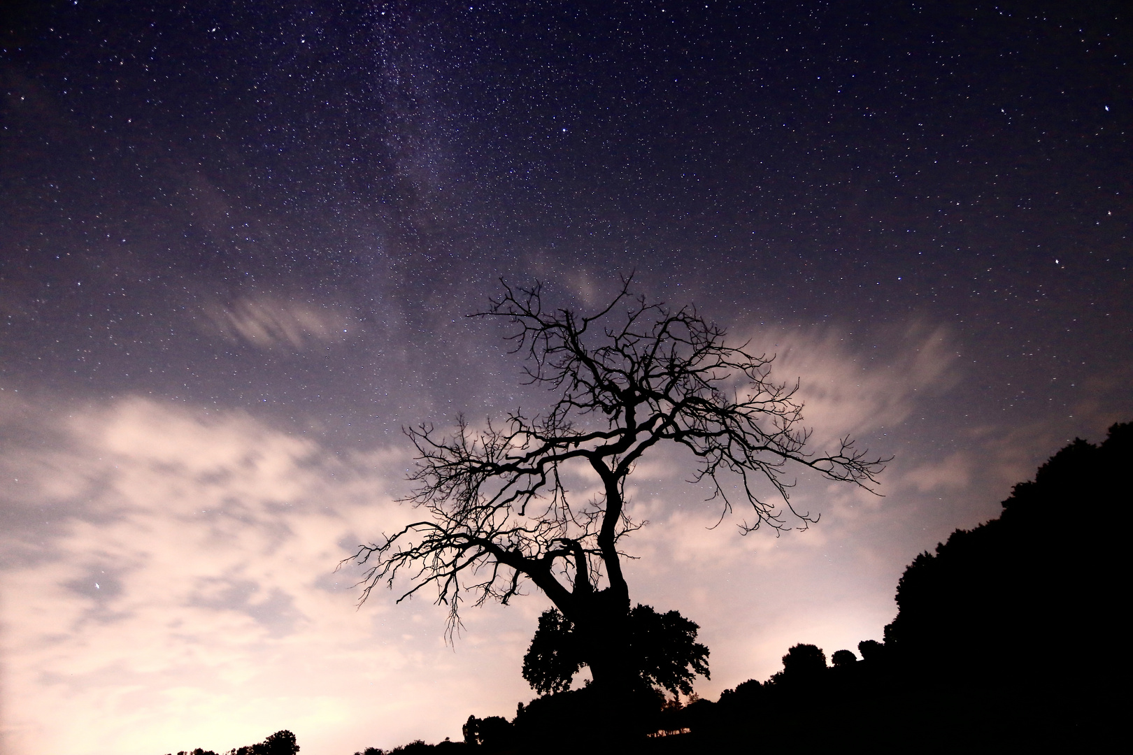 dead tree in the night (II)