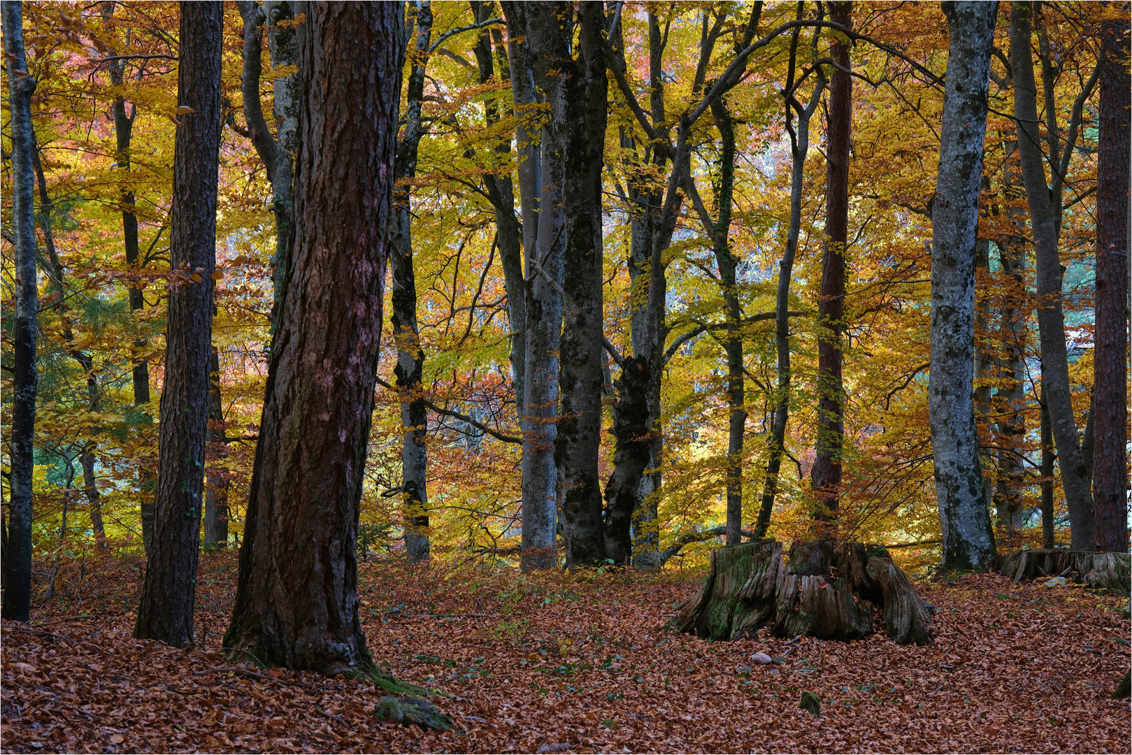 Dead tree trunk in Autumn