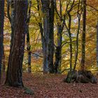 Dead tree trunk in Autumn