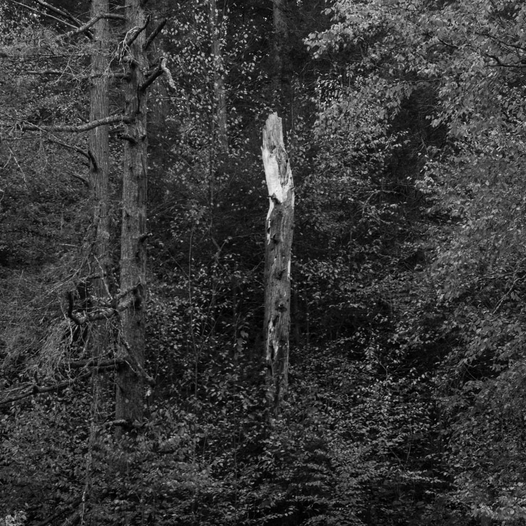 Dead Tree Watching over The Living