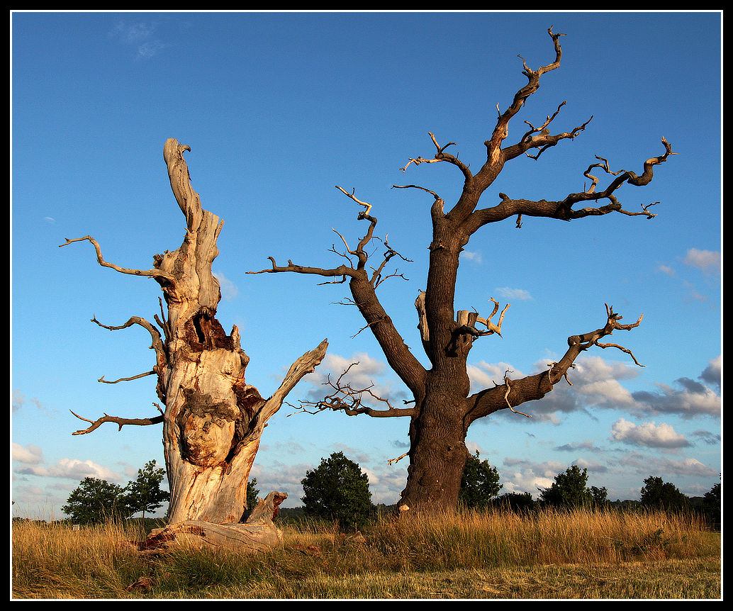 dead trees