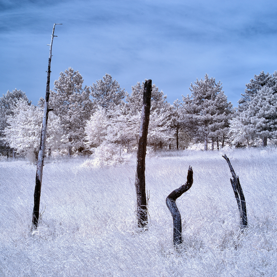 dead trees