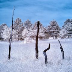 dead trees