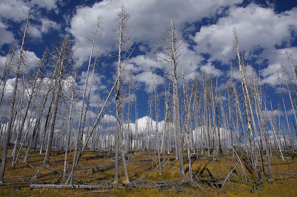 Dead trees im Yellowstone-NP