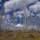 Dead trees im Yellowstone-NP