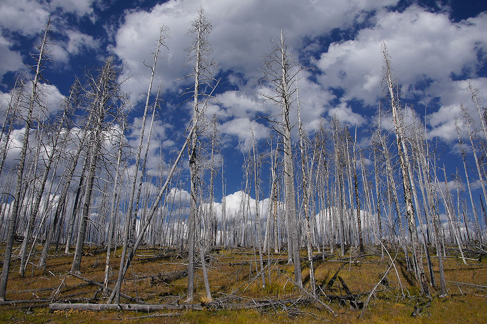 Dead trees im YellowstoneNP Foto & Bild pflanzen, pilze & flechten