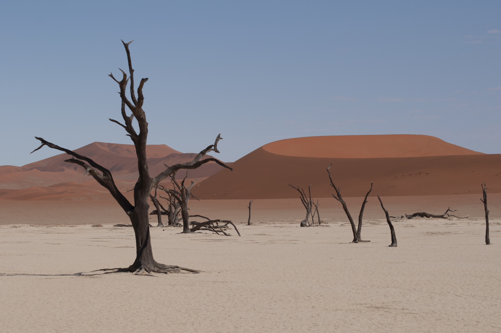 Dead Trees in Namibia