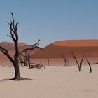 Dead Trees in Namibia