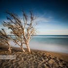 Dead trees (Jun 2012)