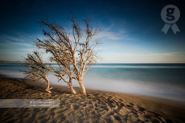 Dead trees (Jun 2012)