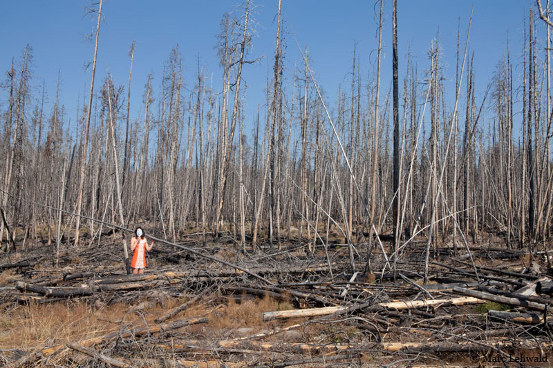 Dead Trees, Wyoming, USA.