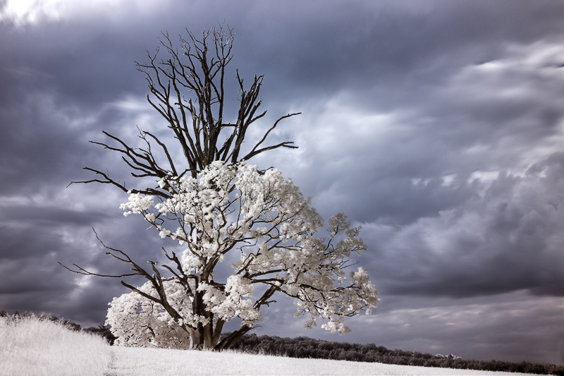 Dead Treetop II