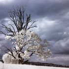 Dead Treetop II