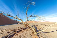 Dead Vlei 003