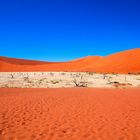 Dead Vlei