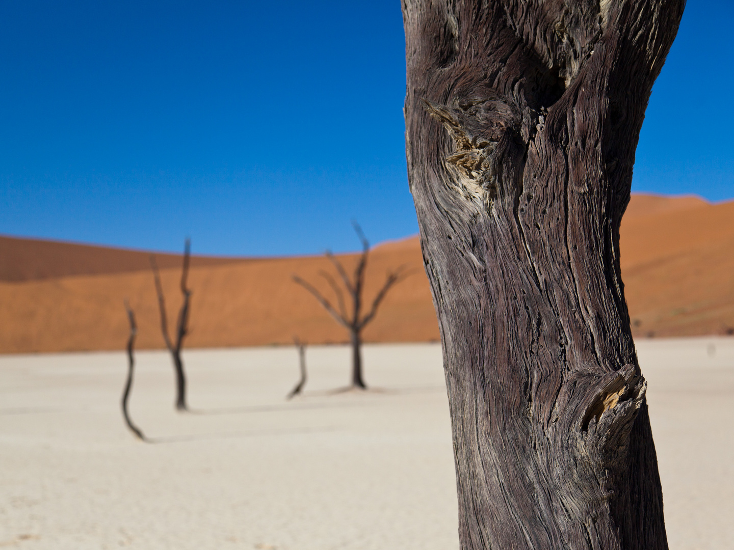 Dead Vlei