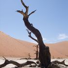 Dead Vlei