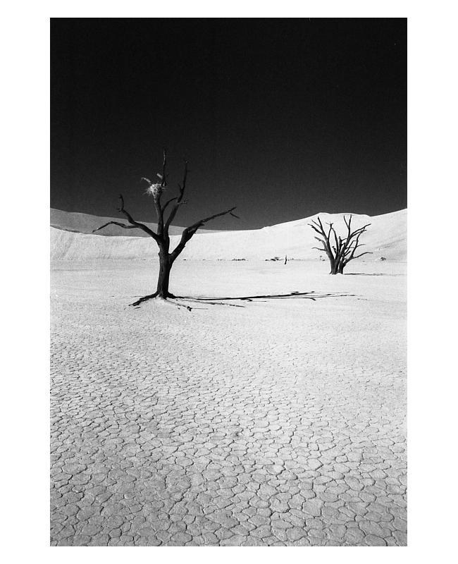 Dead Vlei