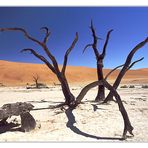 Dead Vlei