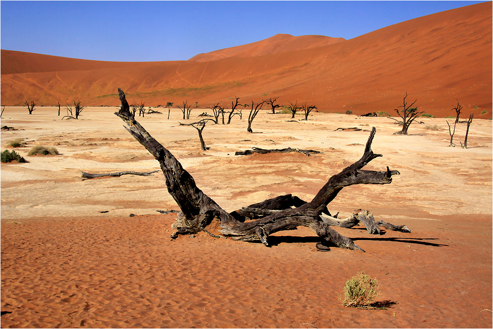 Dead Vlei