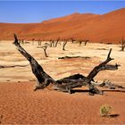 Dead Vlei