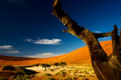 Dead Vlei