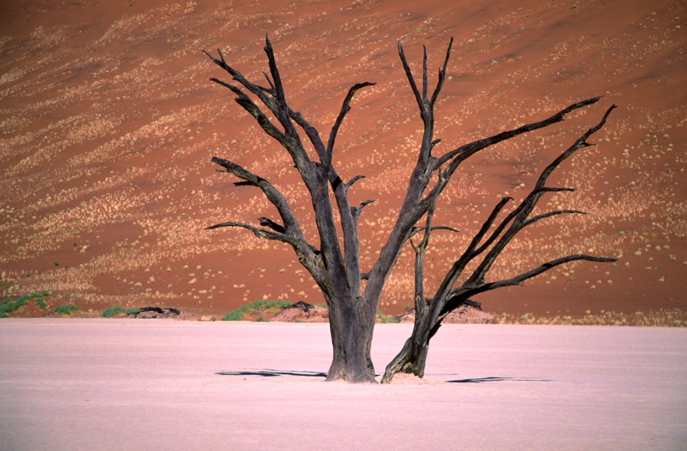 dead vlei