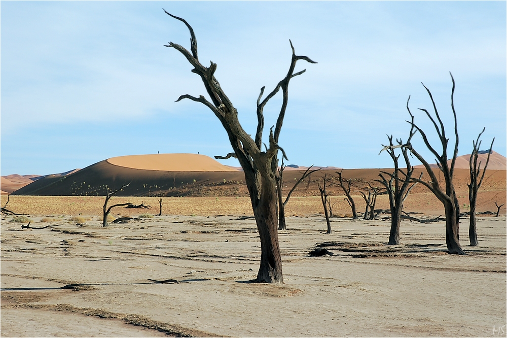 Dead Vlei # 1