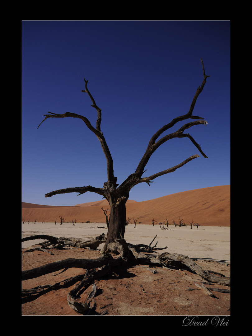 Dead Vlei 1