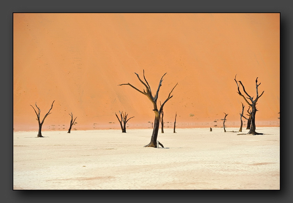 Dead Vlei 10