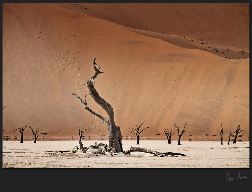 Dead Vlei