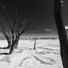 Dead Vlei