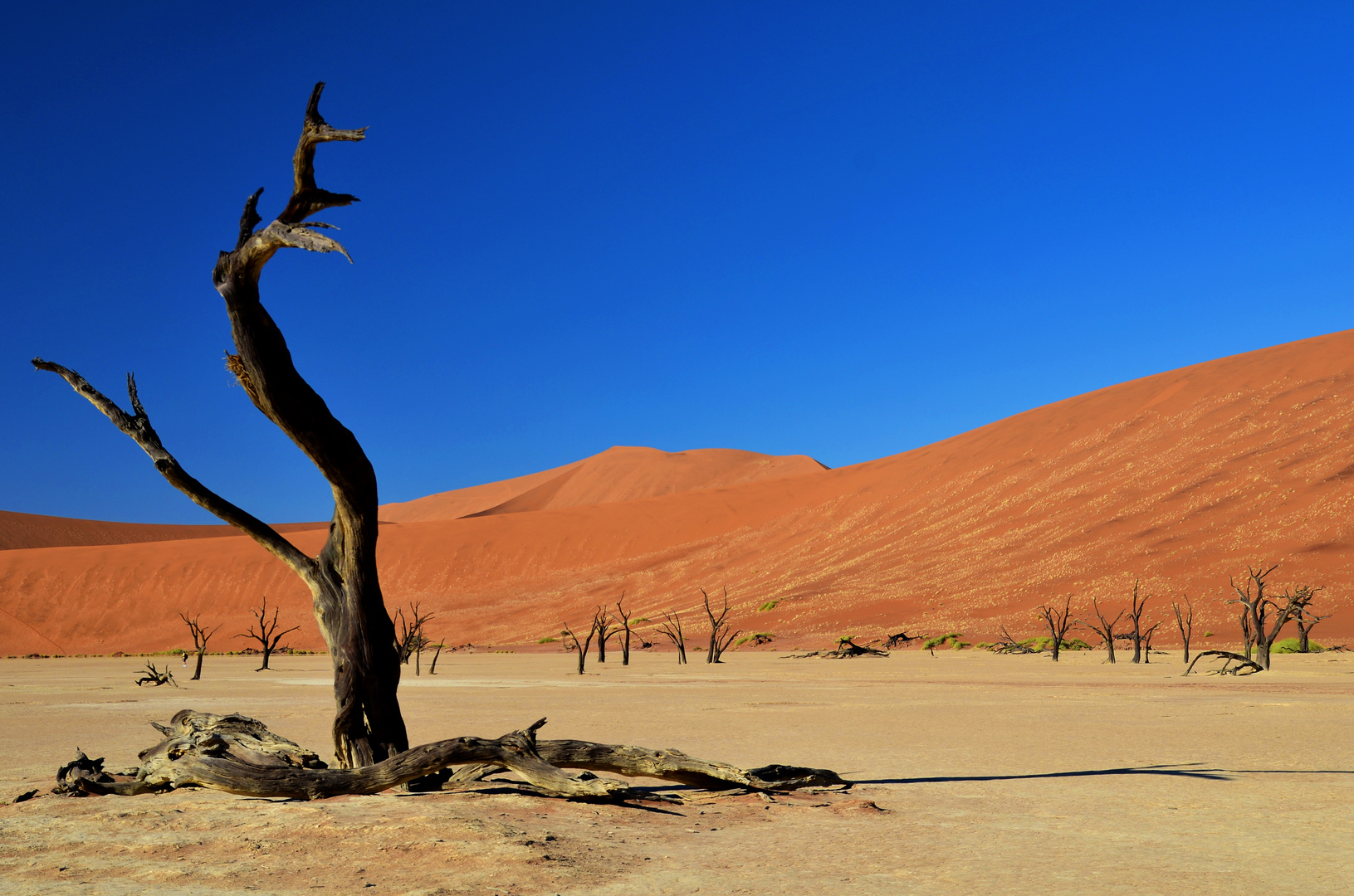 Dead Vlei