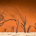 Dead Vlei