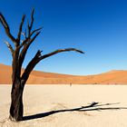 Dead vlei 2