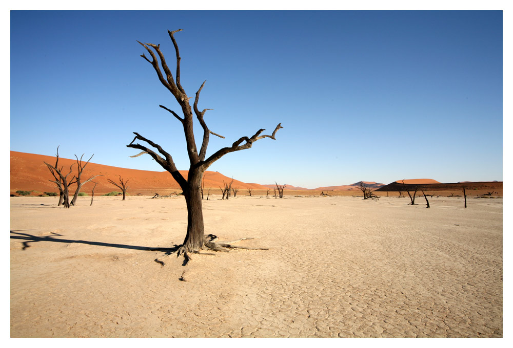 Dead Vlei #2