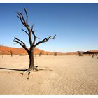 Dead Vlei #2