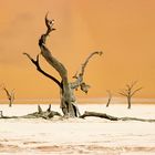 Dead Vlei 2