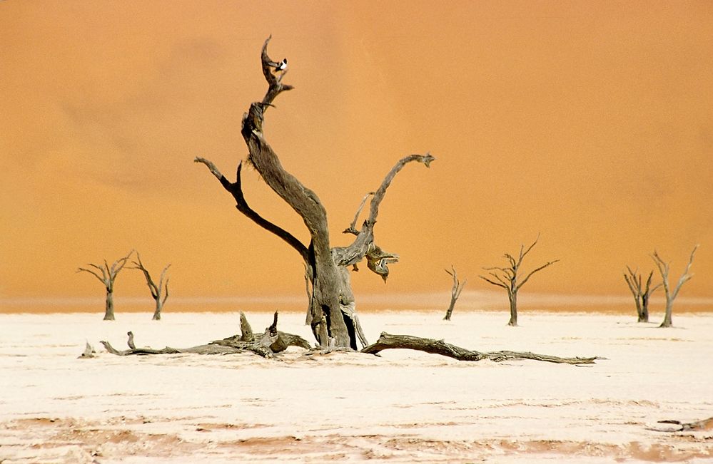 Dead Vlei 2