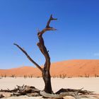 Dead Vlei 2