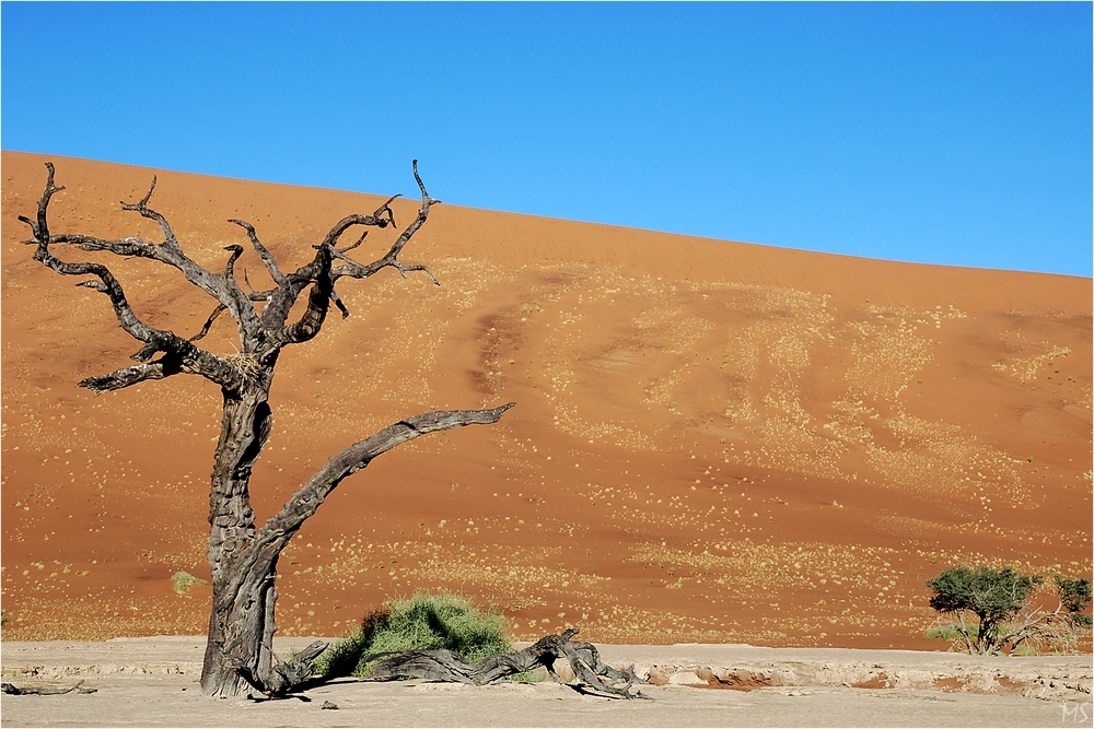 Dead Vlei # 2