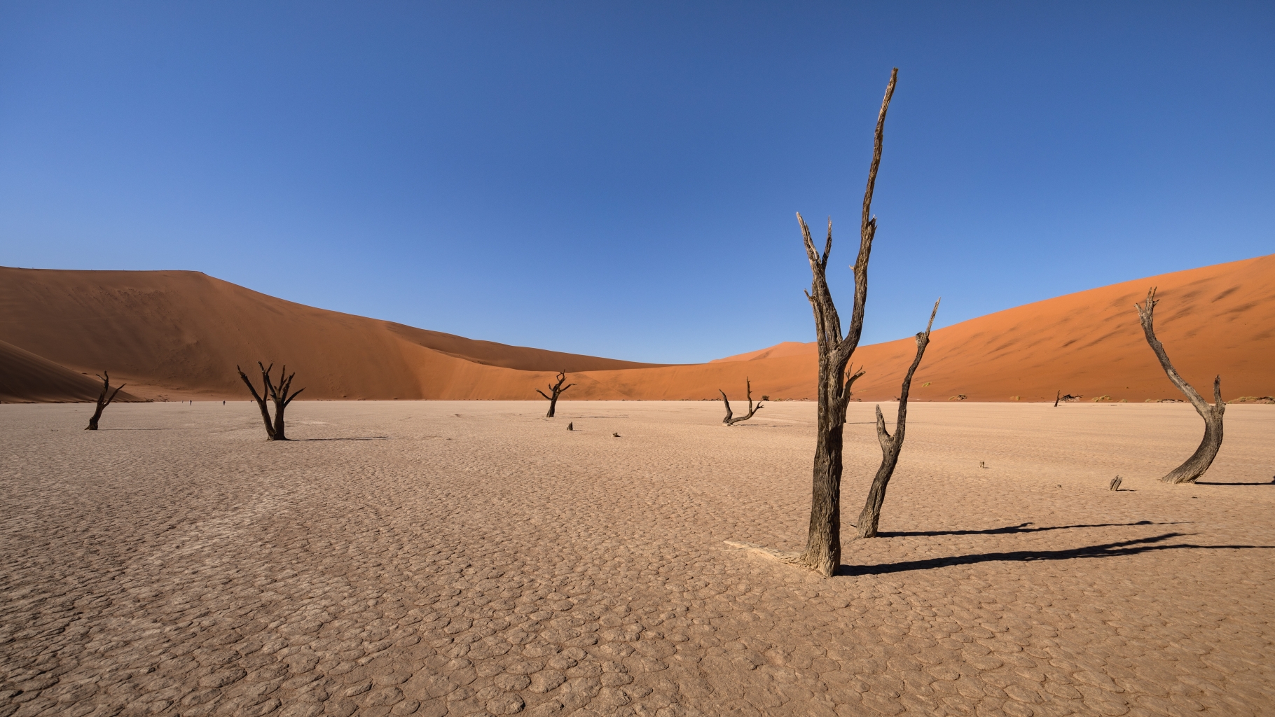 Dead Vlei #2