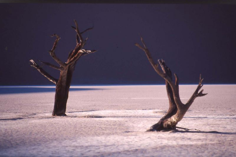 Dead Vlei 2006