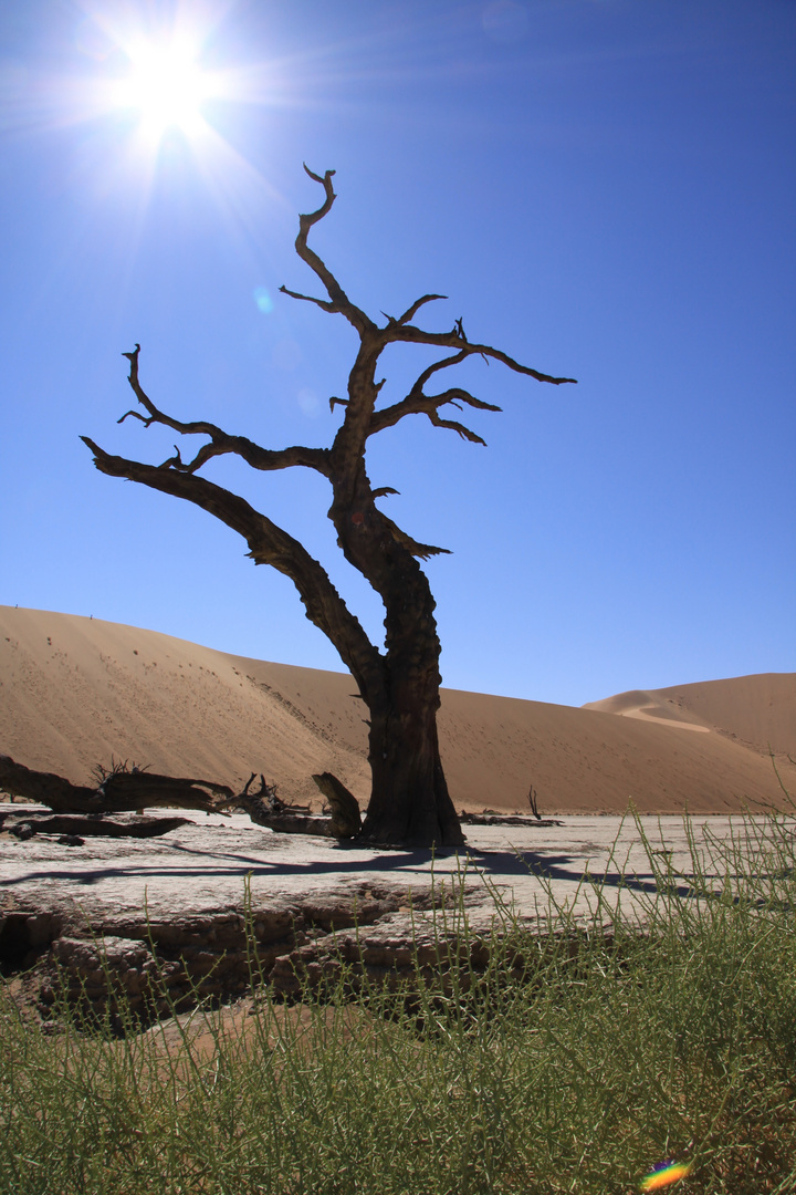 Dead Vlei