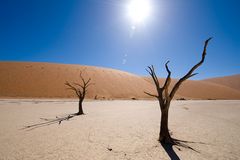 Dead Vlei