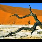 Dead Vlei