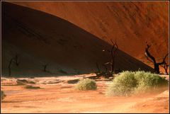 Dead Vlei