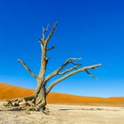 Dead Vlei